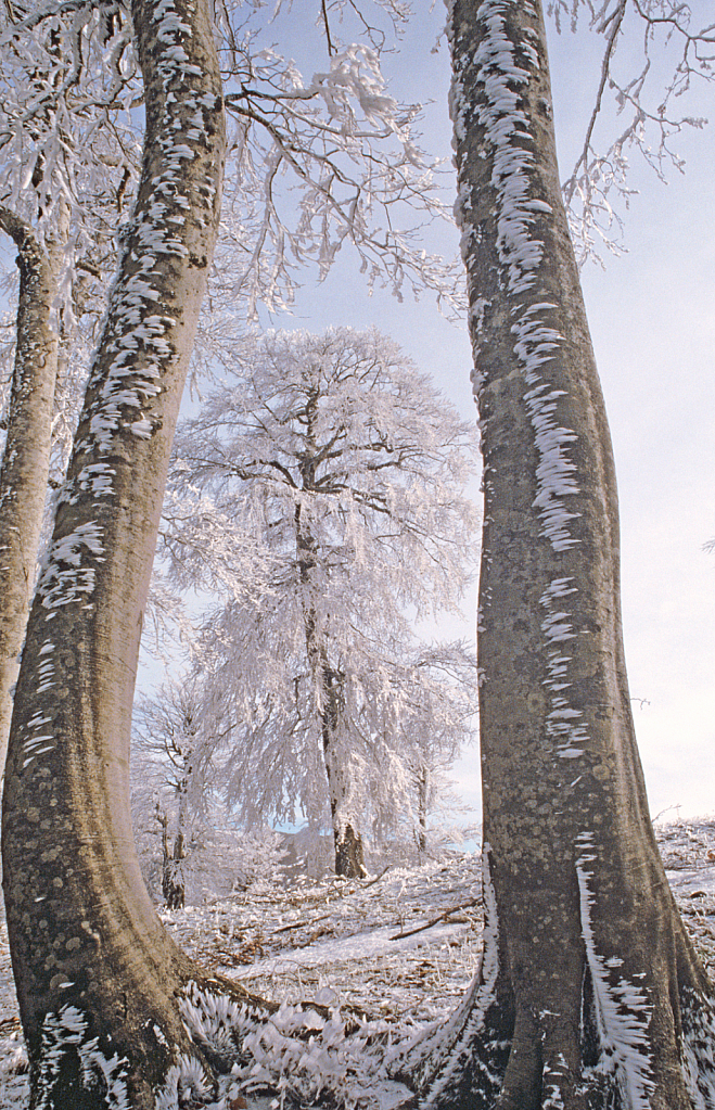 White tree in frame. - ID: 15881269 © Elias A. Tyligadas