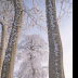 © Elias A. Tyligadas PhotoID# 15881269: White tree in frame.