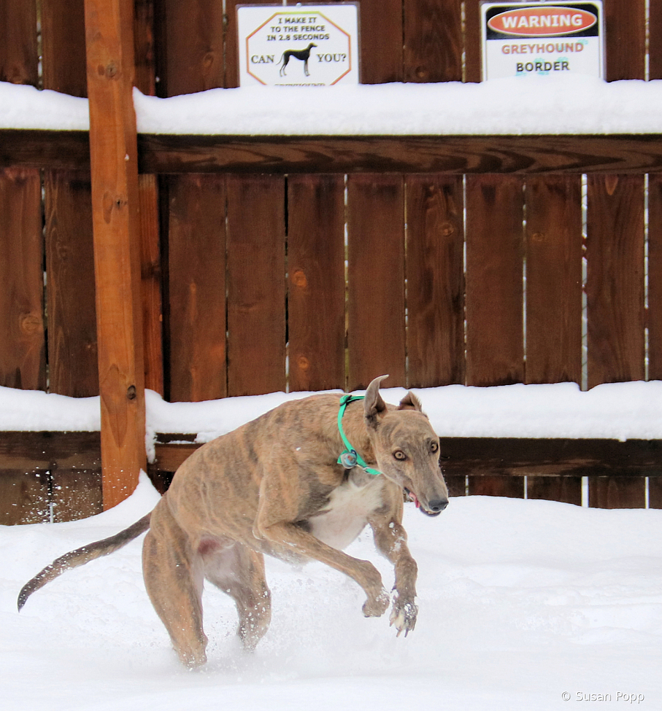 Freddysnowturningthecorner - ID: 15881455 © Susan Popp