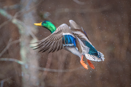 Mallard Take Off