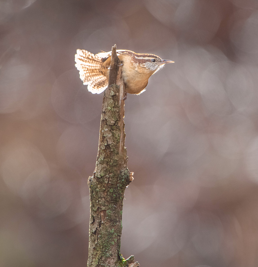 Carolina wren