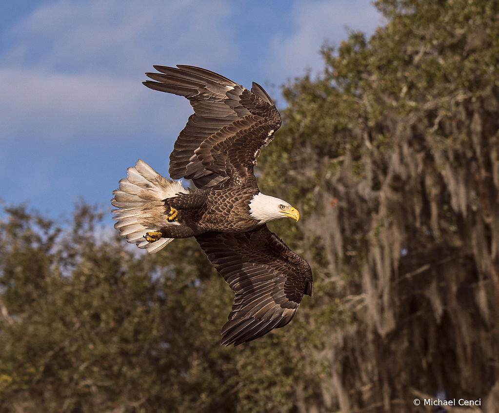 Eagle # 37 - ID: 15881402 © Michael Cenci