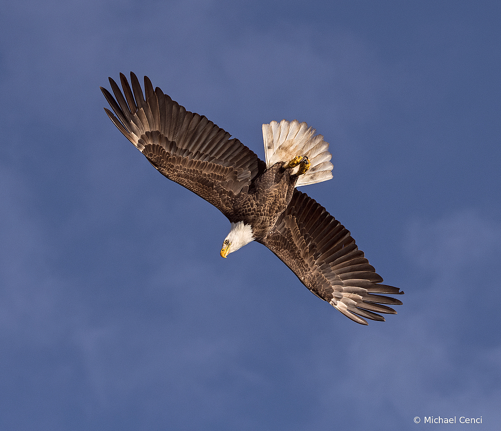 Eagle # 38 - ID: 15881403 © Michael Cenci