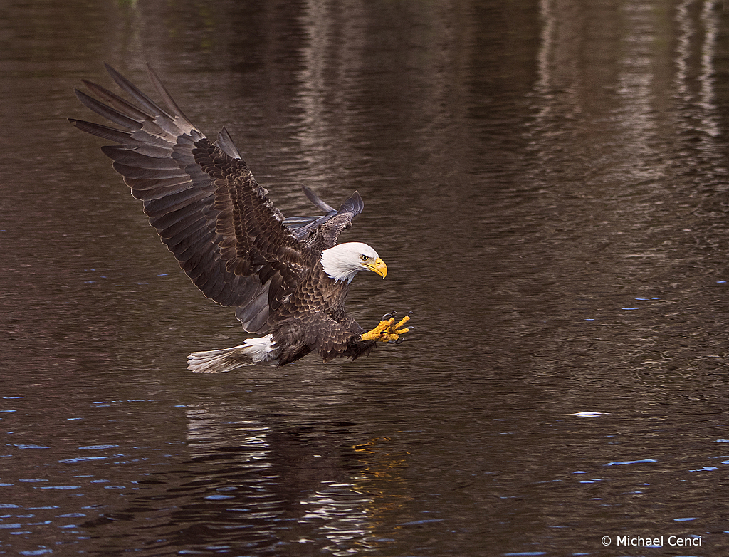 Eagle # 39 - ID: 15881404 © Michael Cenci