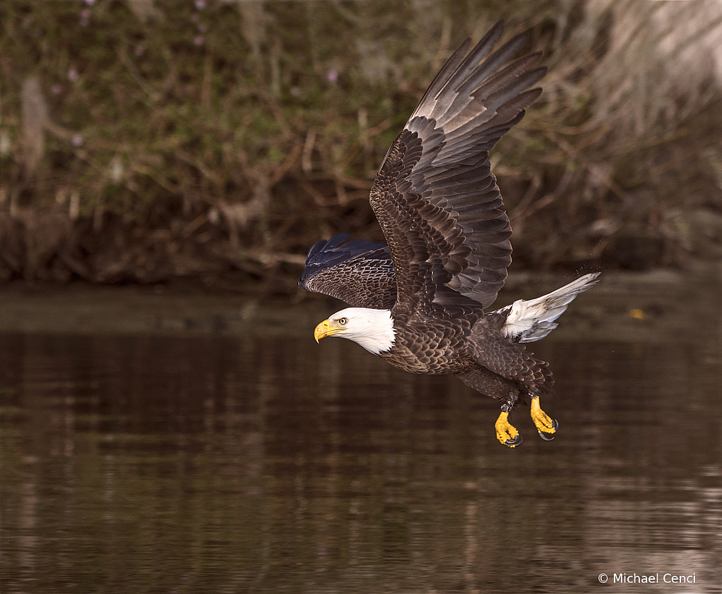 Eagle # 40 - ID: 15881405 © Michael Cenci