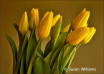 Yellow Tulips