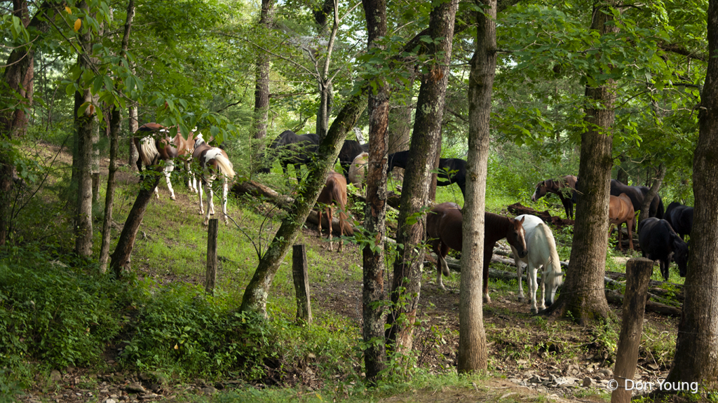 Smoky Mountains, Cades Cove Horses