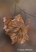 Hanging On