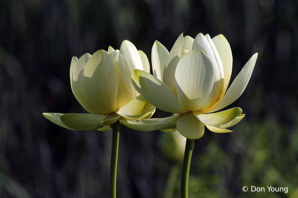 Lotus Blossoms