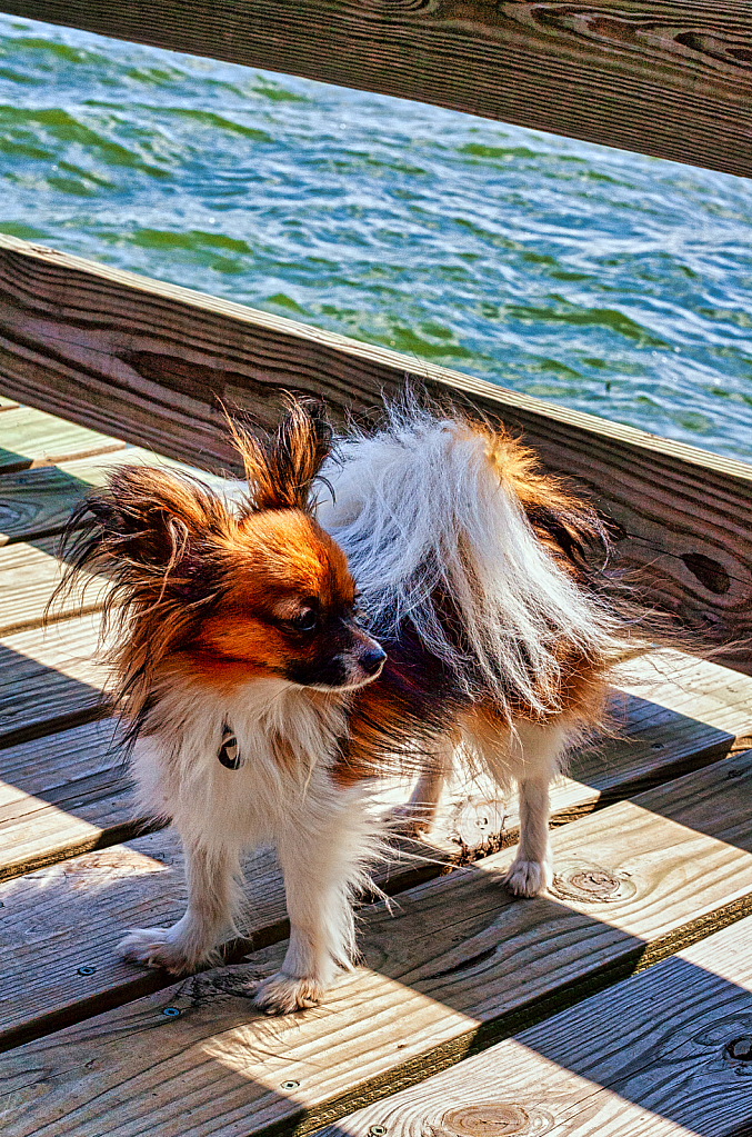 Windy Day - ID: 15881535 © Janet Criswell