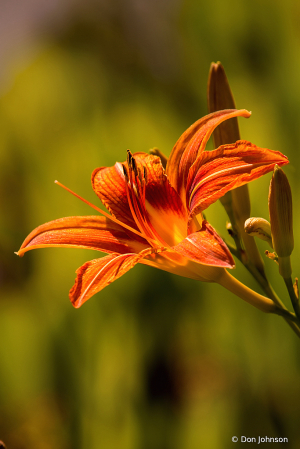 Daylily 6-13-20 033