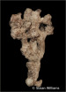 Aged Ginger