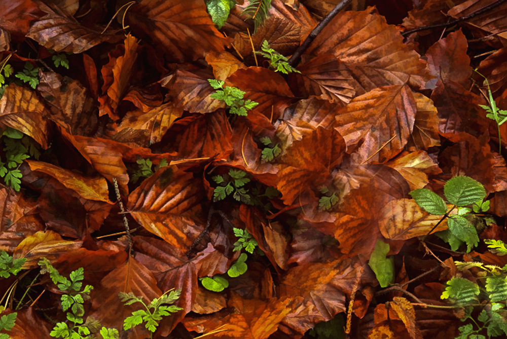 Fall versus Spring