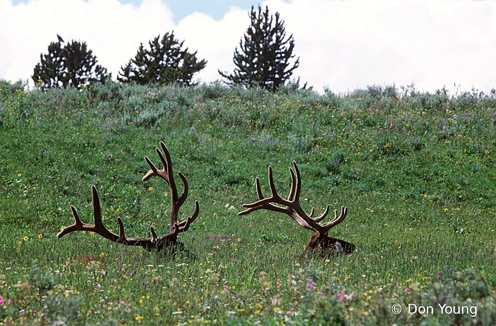 Yellowstone Elk