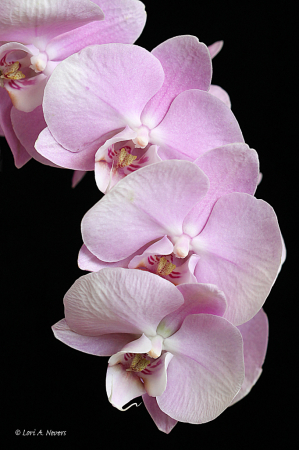 Orchid 2