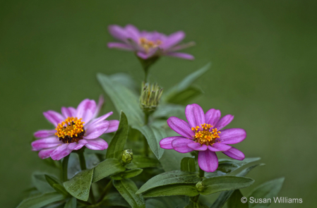 Blooming Zinnias