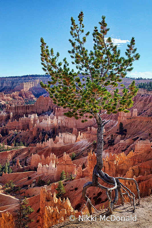 Tenacity - Pinyon Pine at Bryce NP