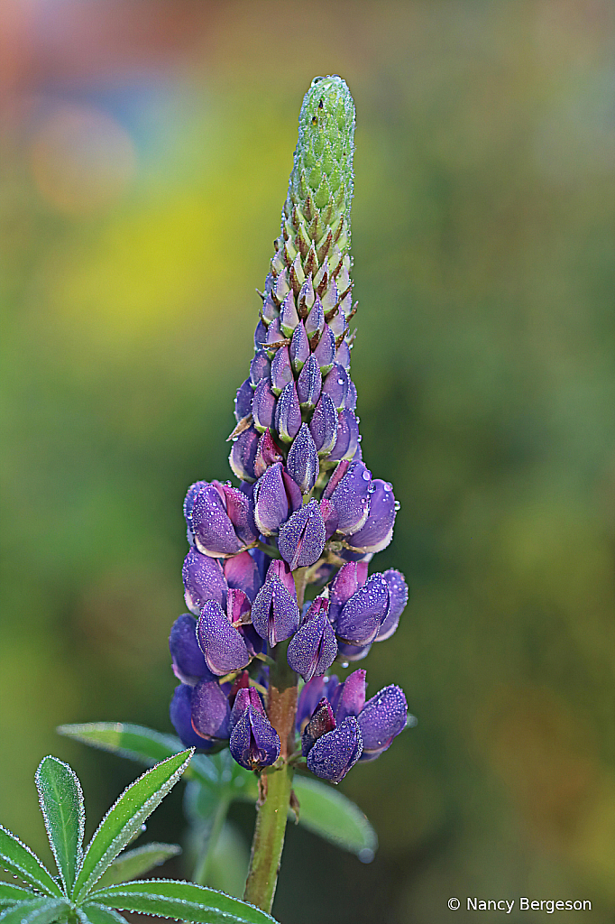 Dewdrops on Lupine