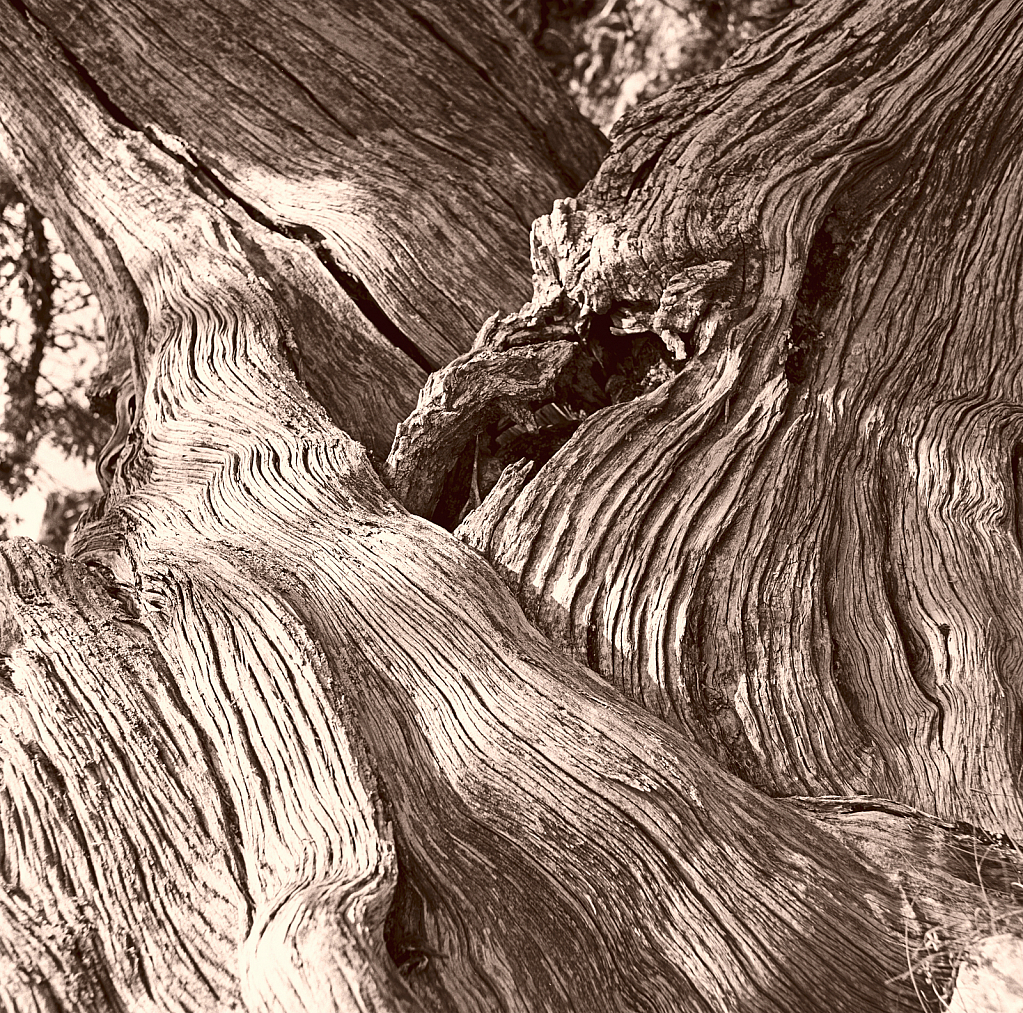 Cedar trunk complex. - ID: 15881755 © Elias A. Tyligadas