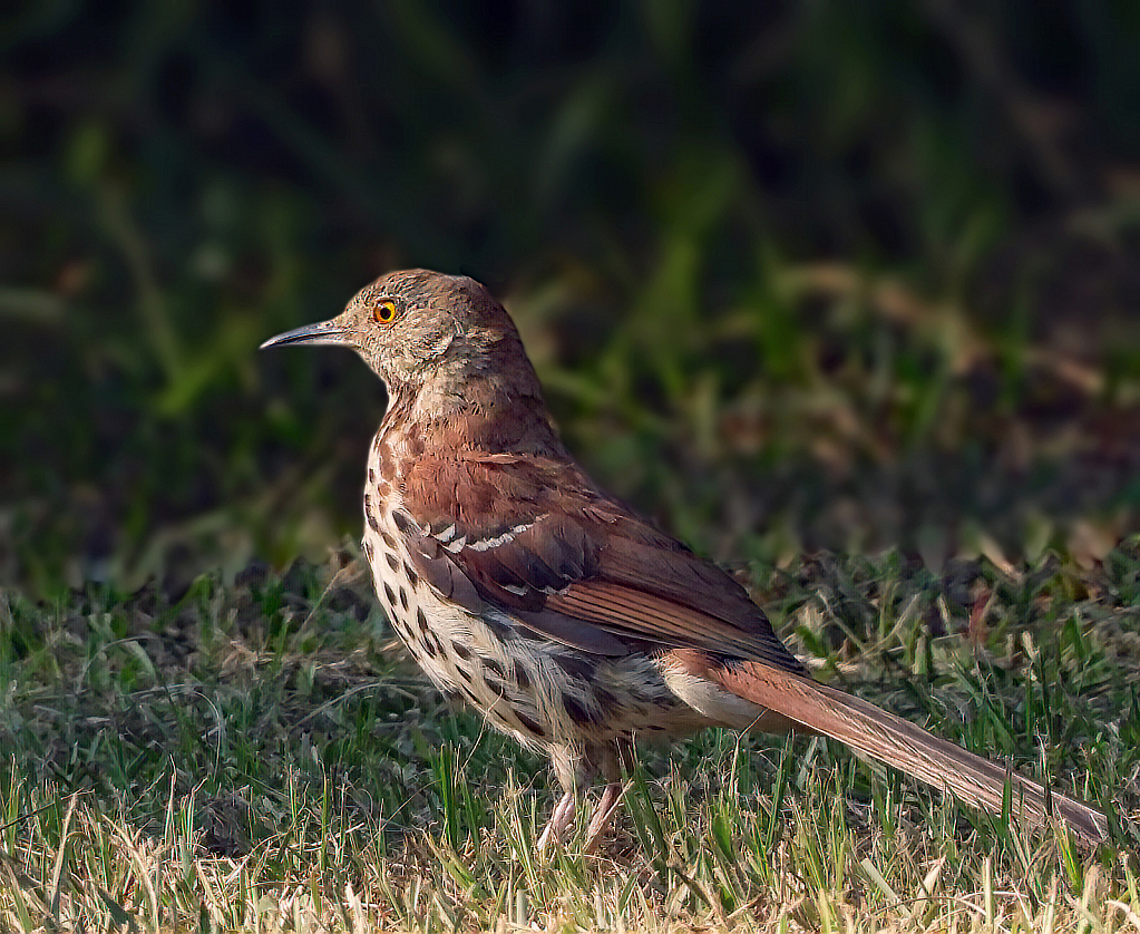 Brown Thrasher - ID: 15881818 © Janet Criswell