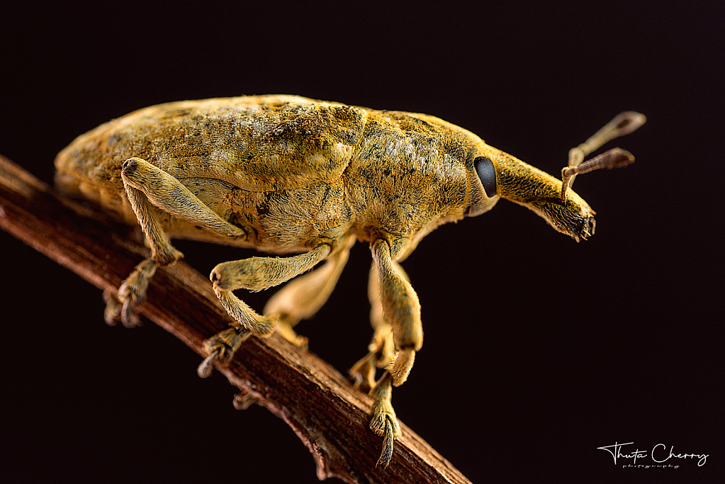 Weevil