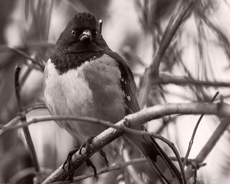 Spotted Towhee B&W