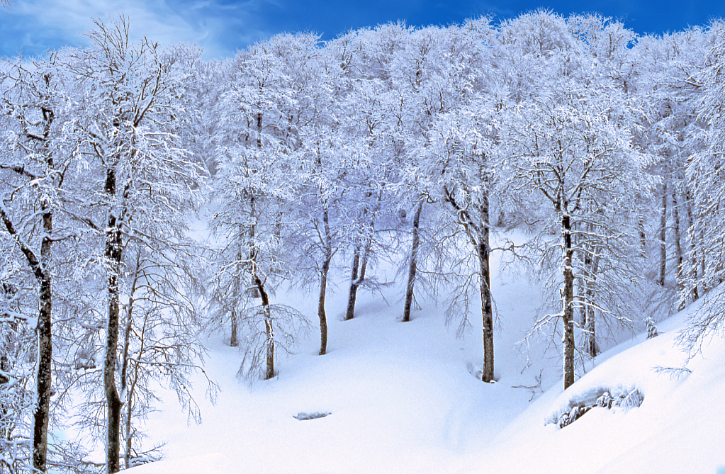 Deep in the Snowy Forest. - ID: 15881909 © Elias A. Tyligadas