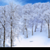 © Elias A. Tyligadas PhotoID# 15881909: Deep in the Snowy Forest.
