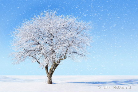 Winter Tree in Sunlight