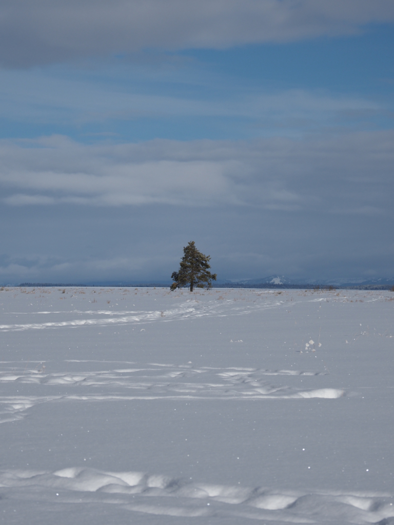Solitary - ID: 15882581 © Susan G. Cohan