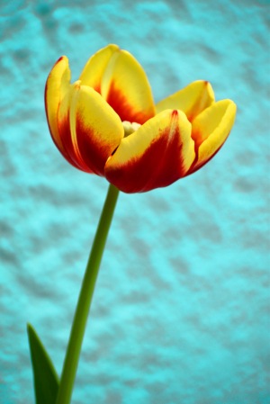 YELLOW AND RED TULIP