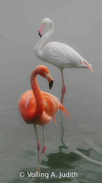 105 - ID: 15882631 © Volling A. Judith