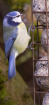 Blue Tit on the F...