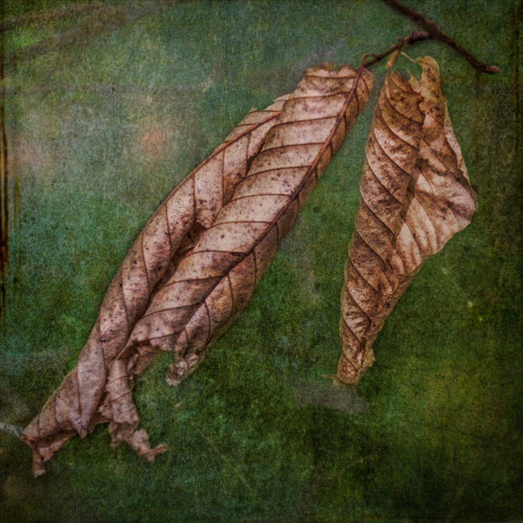 Dead Leaves of Autumn