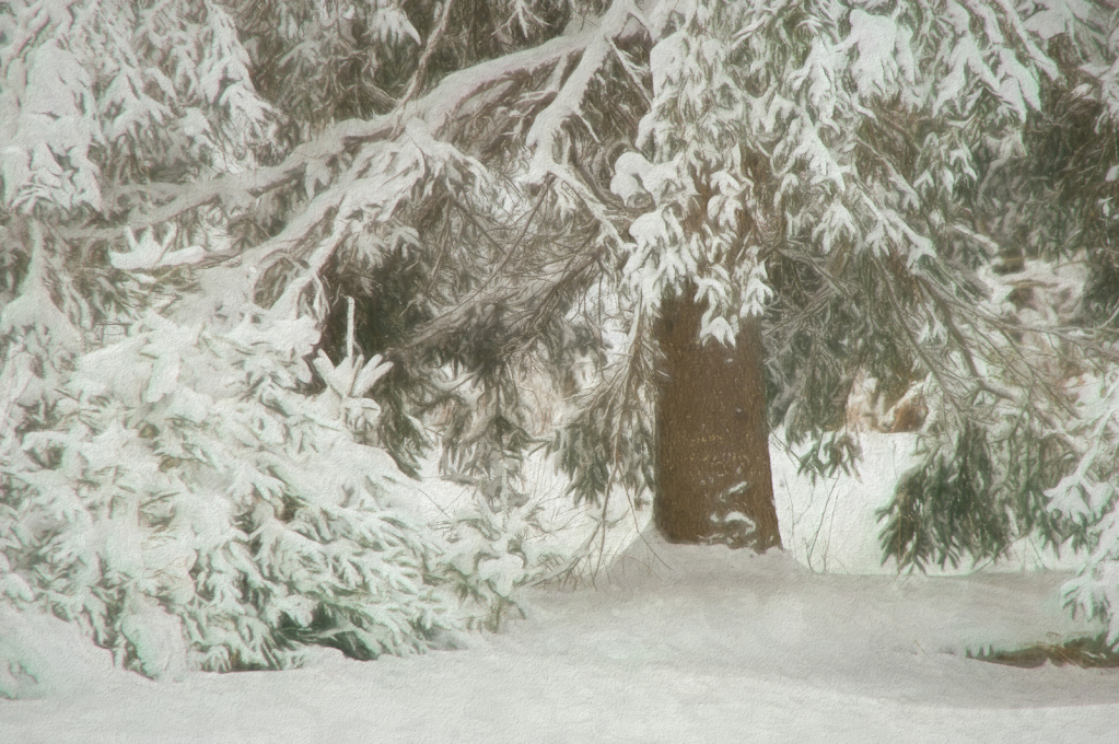 Winter Snow