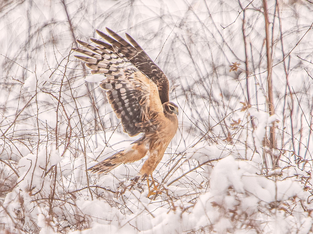 Harrier Hands Up in the Snow