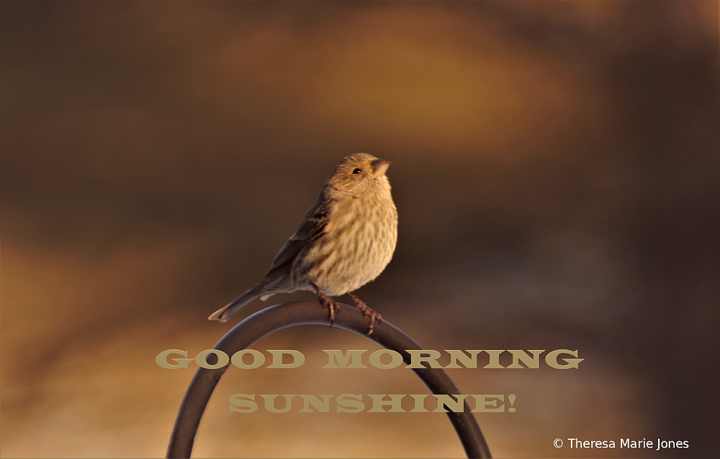 Good Morning Sunshine - ID: 15882918 © Theresa Marie Jones