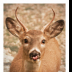 Sure Sign a Deer is in a Protected Area - ID: 15882929 © Deb. Hayes Zimmerman