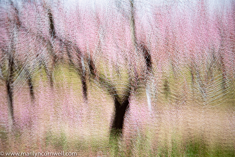 Spring Fantasy - ID: 15882800 © Marilyn Cornwell