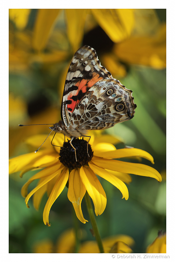 Painted Lady on her Coreopsis - ID: 15882834 © Deb. Hayes Zimmerman