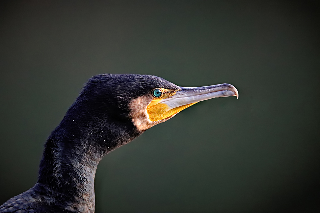 Cormorant