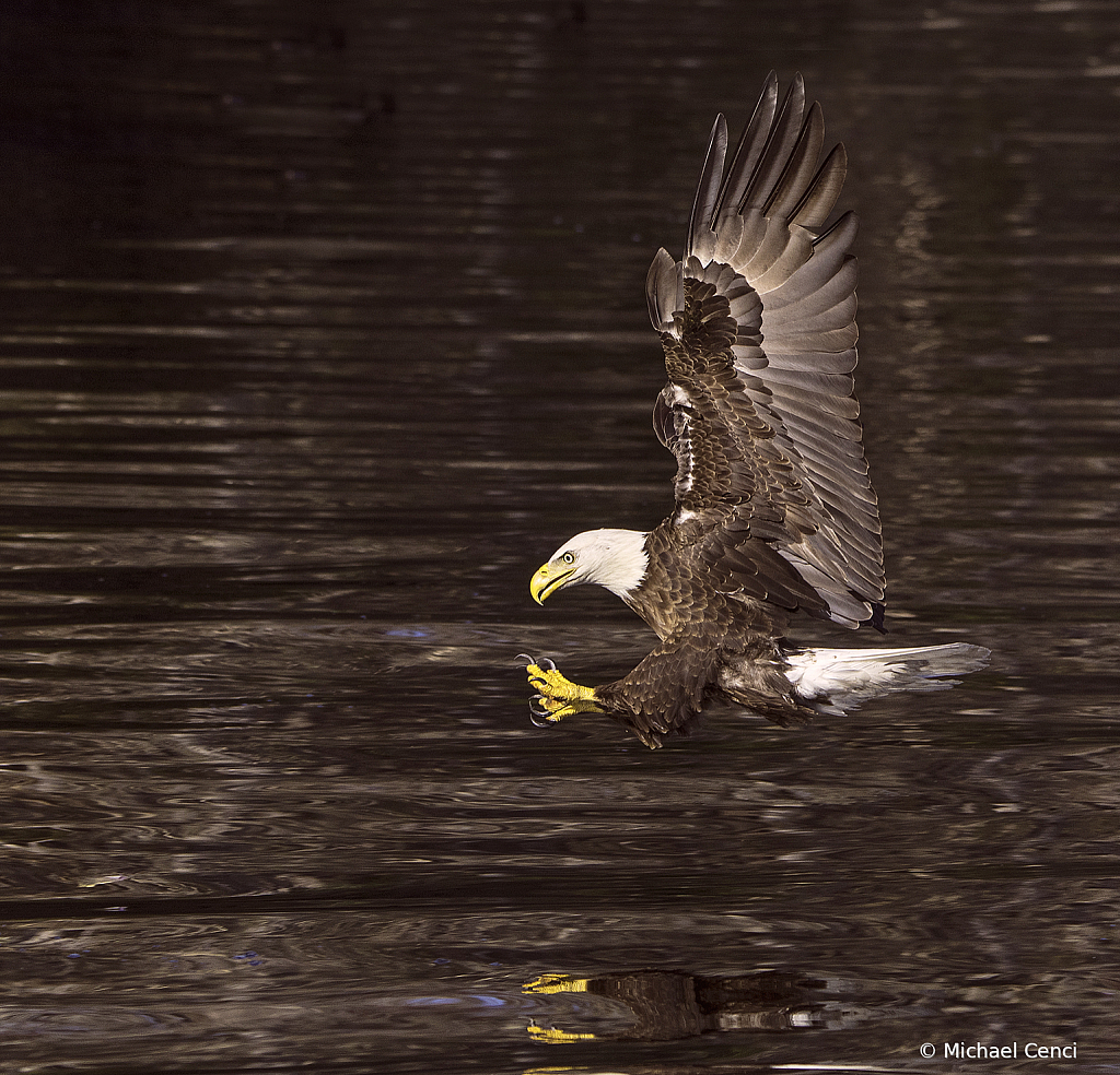 Eagle #41 - ID: 15883083 © Michael Cenci