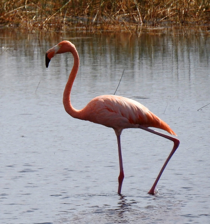 Pinky, the Flamingo