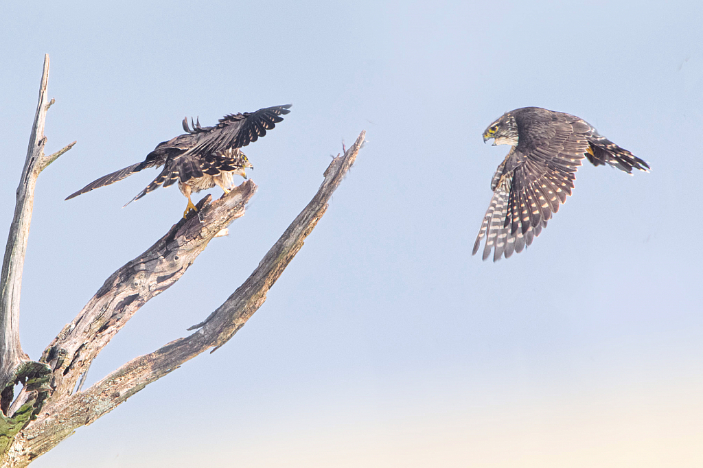 Merlin Falcon Bringing Home the Bacon