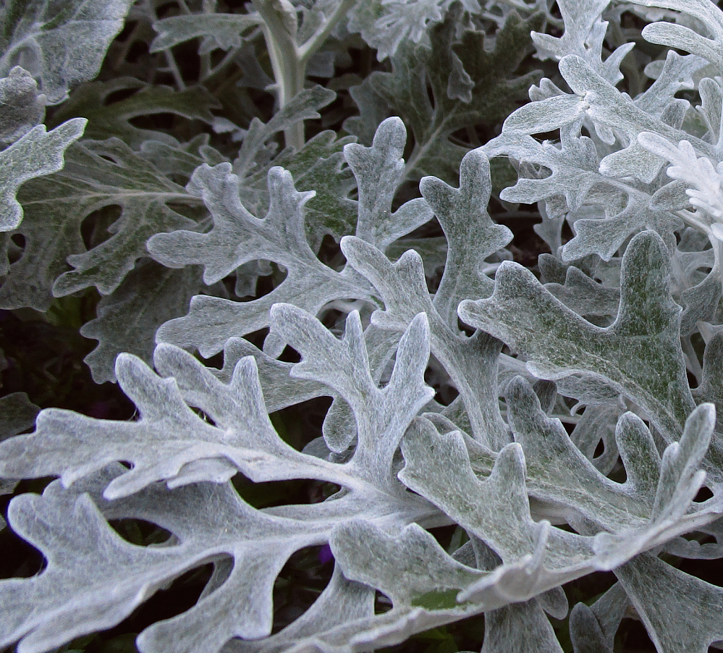 Silver leaves