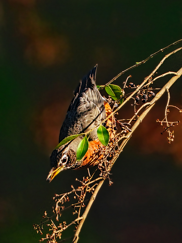 Breakfast - ID: 15883145 © Janet Criswell