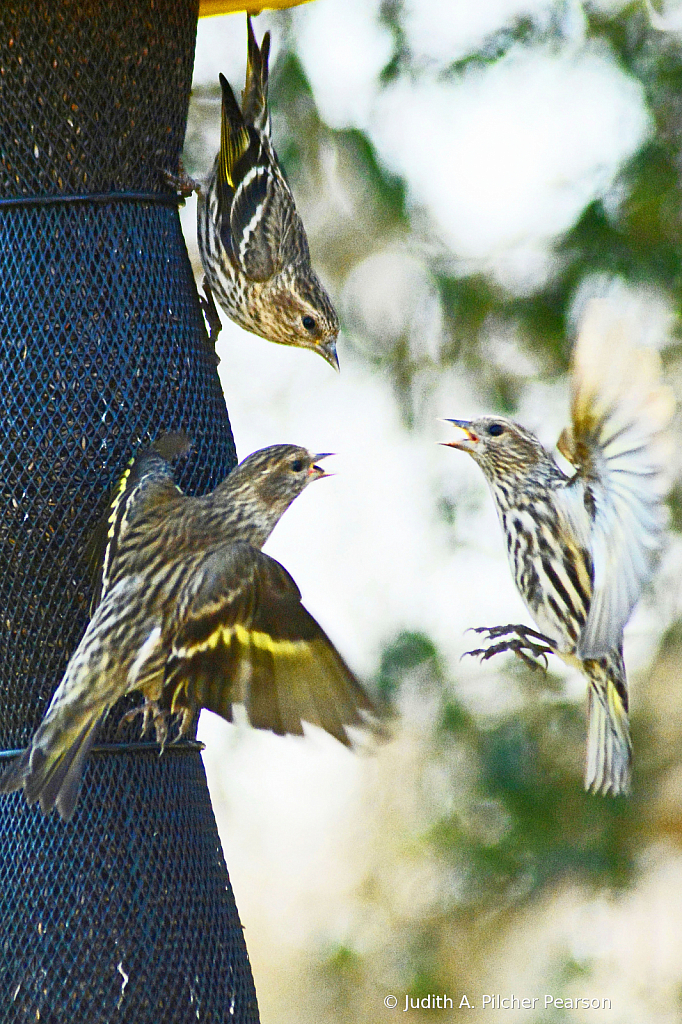 a pine siskin 