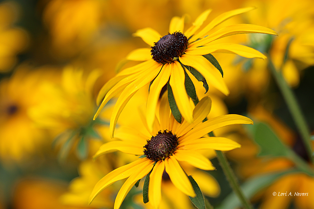 Black Eyed Susan 2