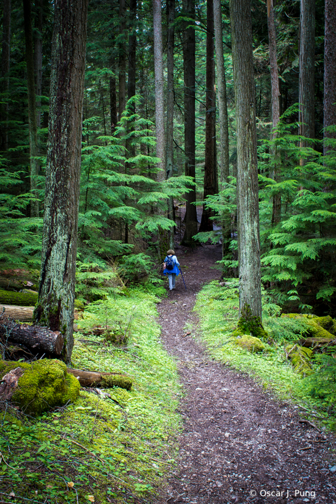 Through Tall Trees