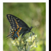 Black Swallowtail on Owl Clover - ID: 15883301 © Deb. Hayes Zimmerman